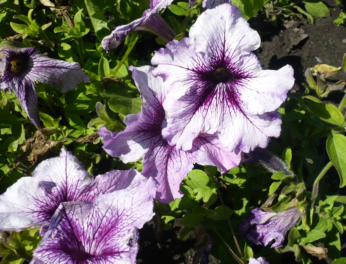 Image of Petunia × atkinsiana specimen.