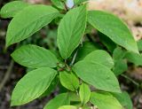 Hydrangea heteromalla