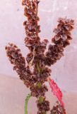 Rumex aquaticus