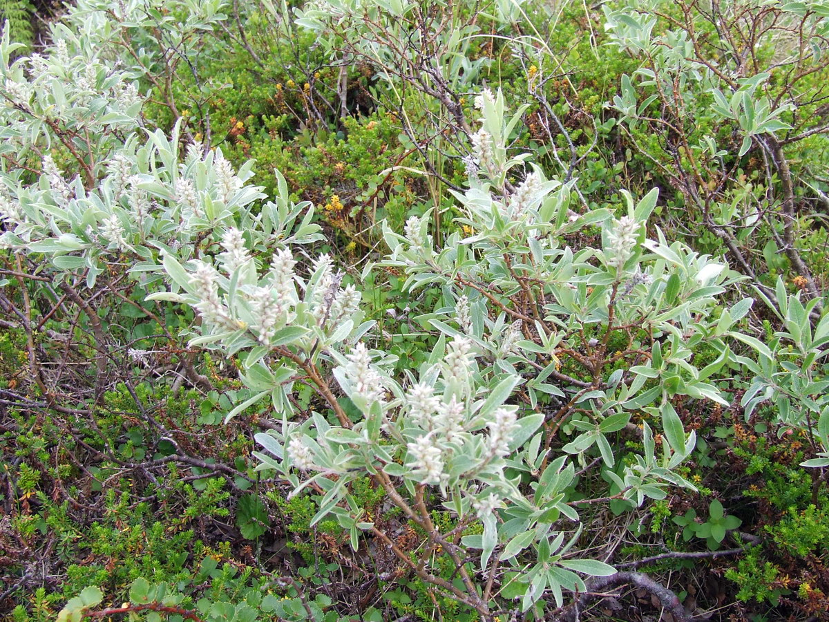 Image of Salix lapponum specimen.