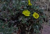 Helianthemum songaricum