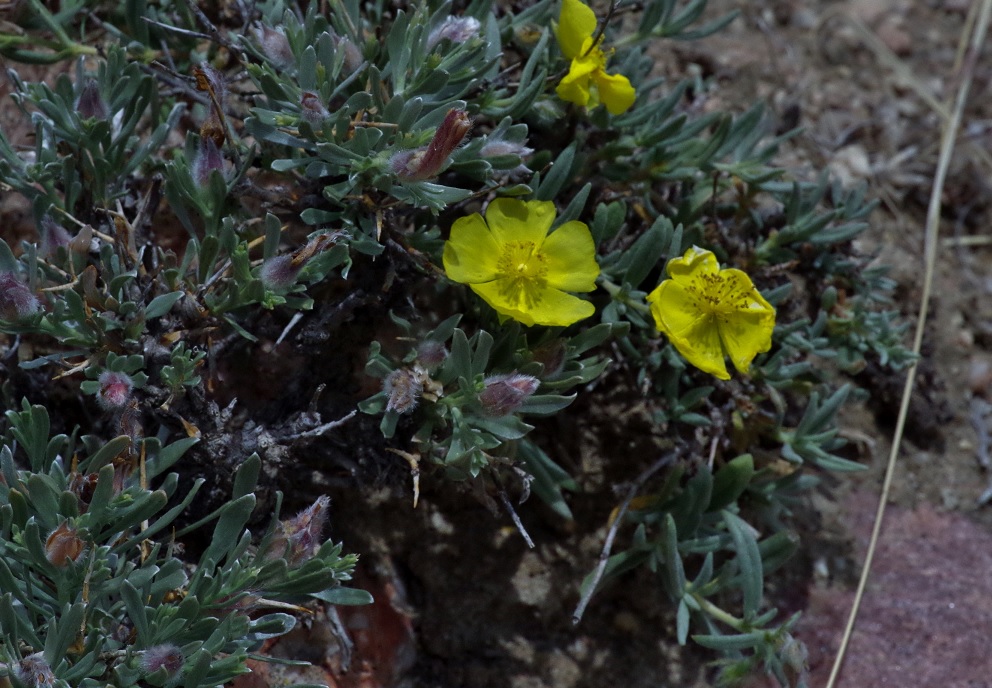 Image of Helianthemum songaricum specimen.