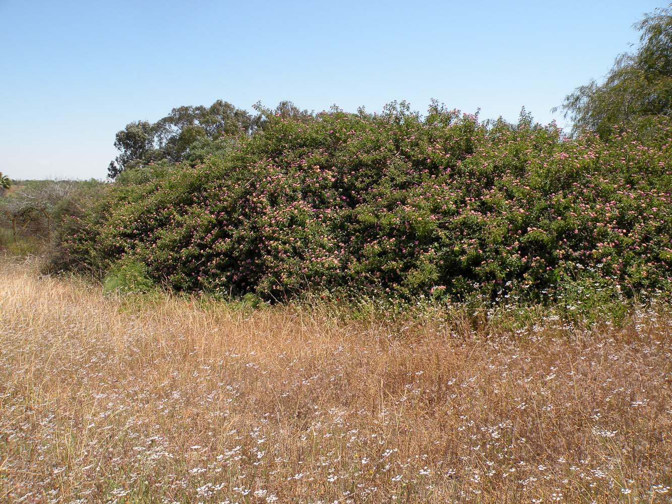 Изображение особи Lantana camara.