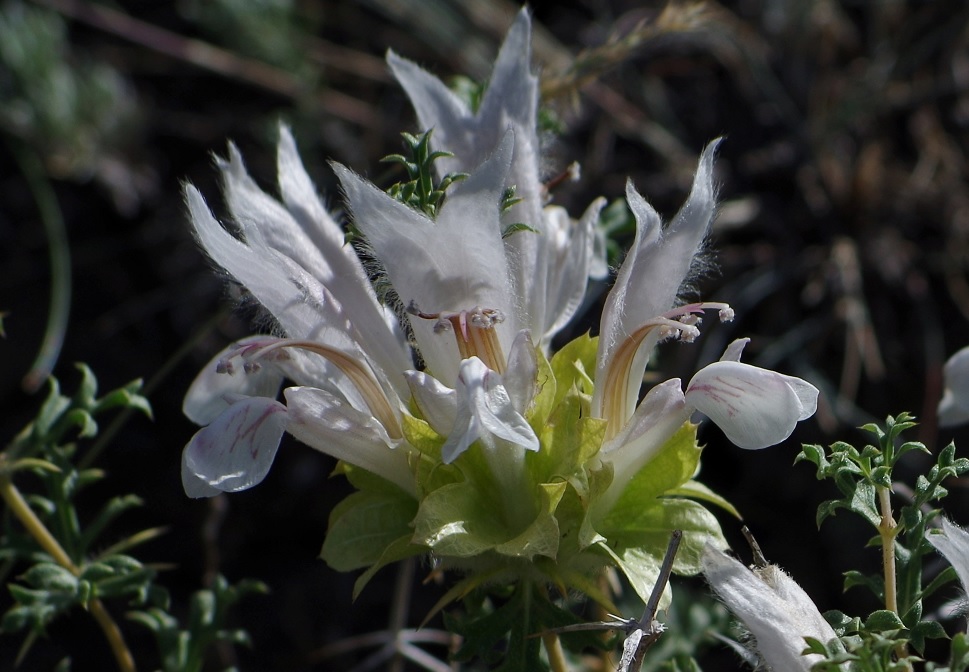 Image of Lagochilus occultiflorus specimen.