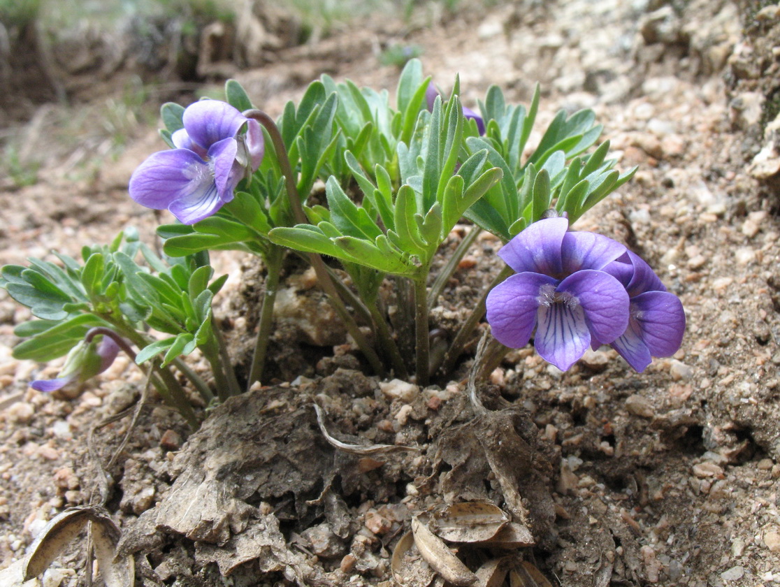 Изображение особи Viola dissecta.