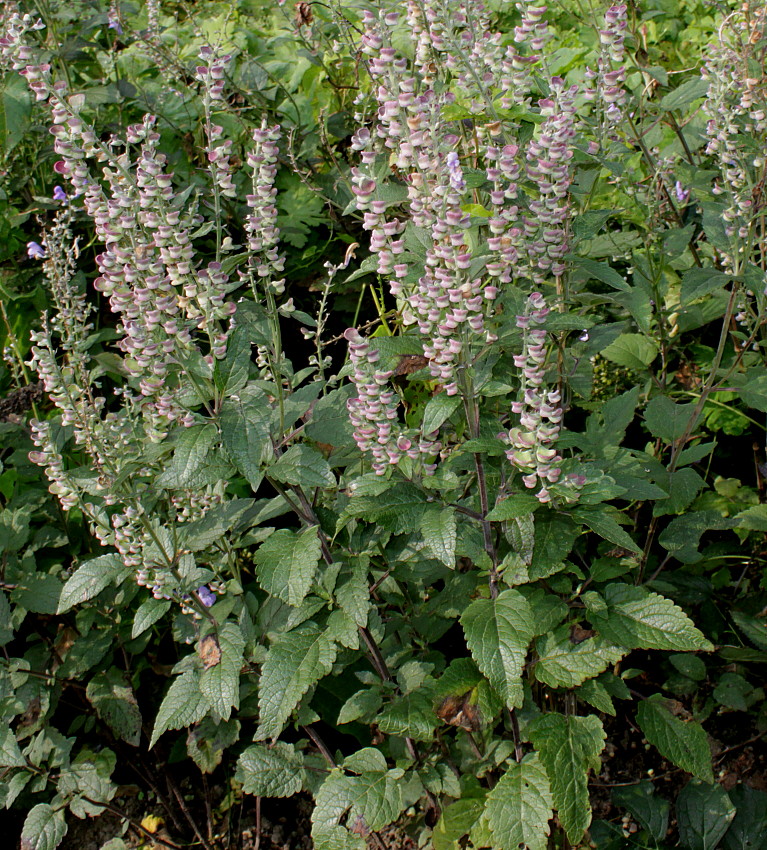 Image of Scutellaria incana specimen.