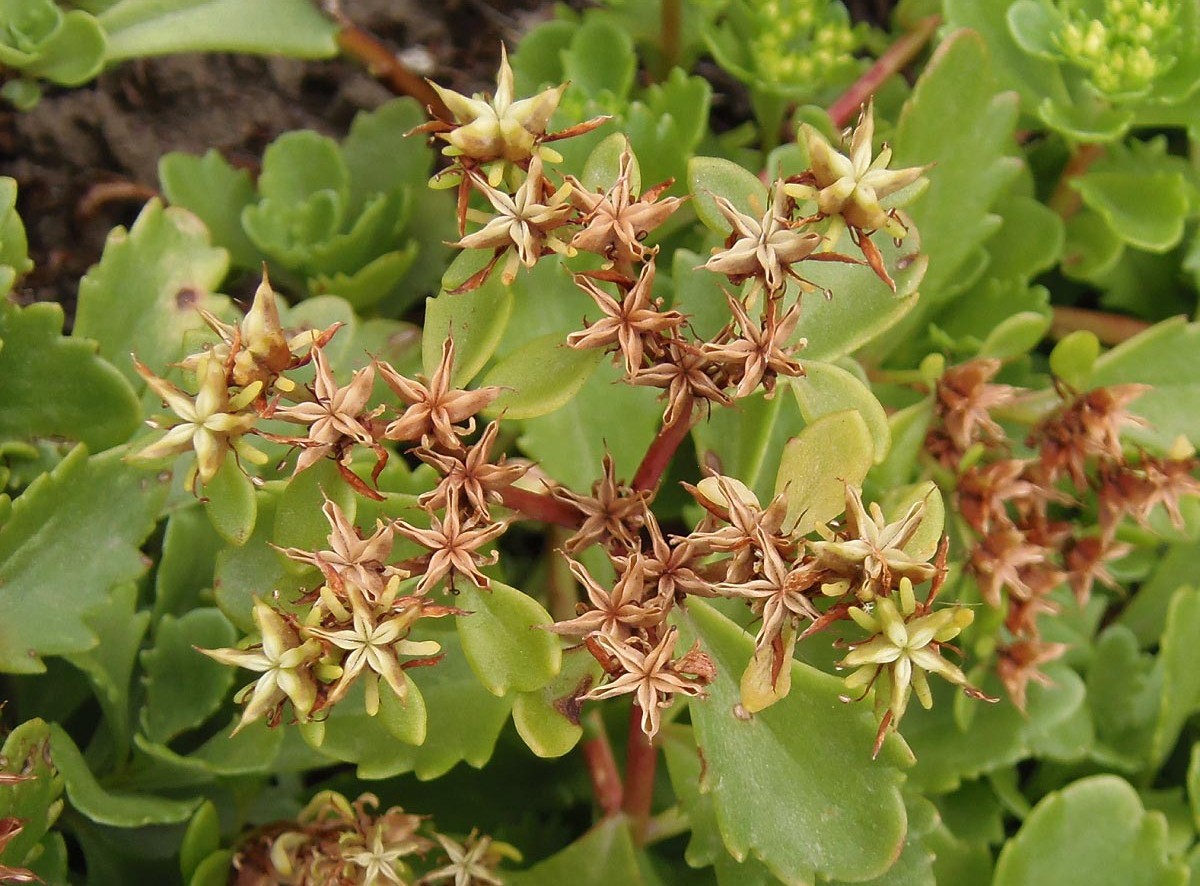 Image of Aizopsis hybrida specimen.