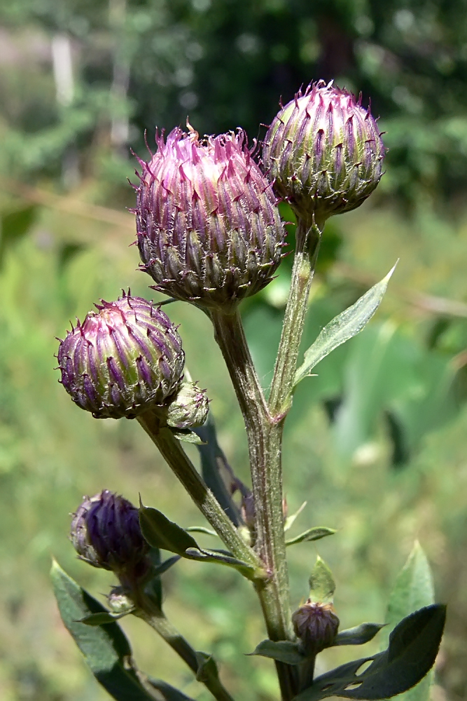 Изображение особи Cirsium setosum.