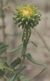 Grindelia squarrosa. Раскрывающаяся корзинка (видна характерная обёртка). Крым, Красноперекопский р-н. 19.07.2009.