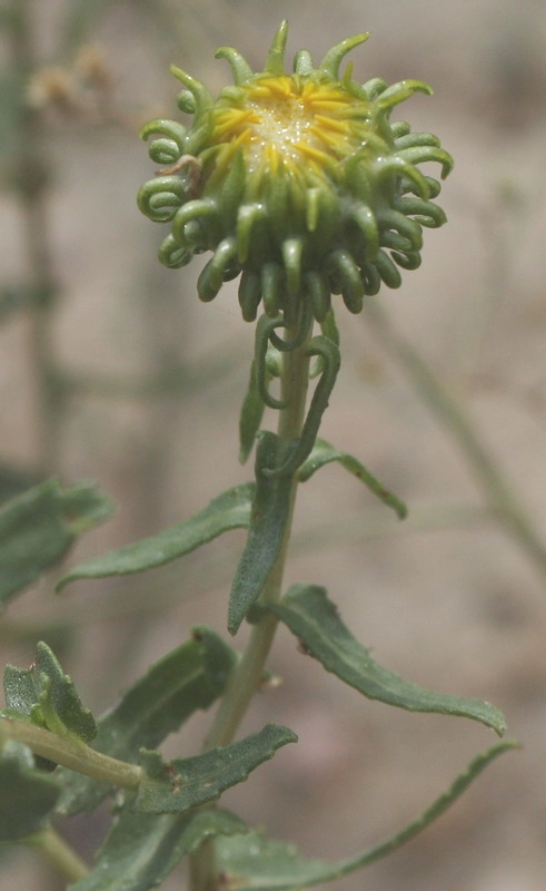 Image of Grindelia squarrosa specimen.