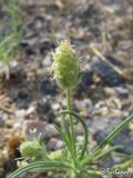 Plantago arenaria