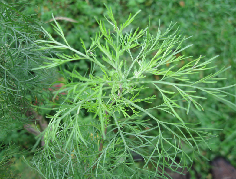 Image of Artemisia abrotanum specimen.