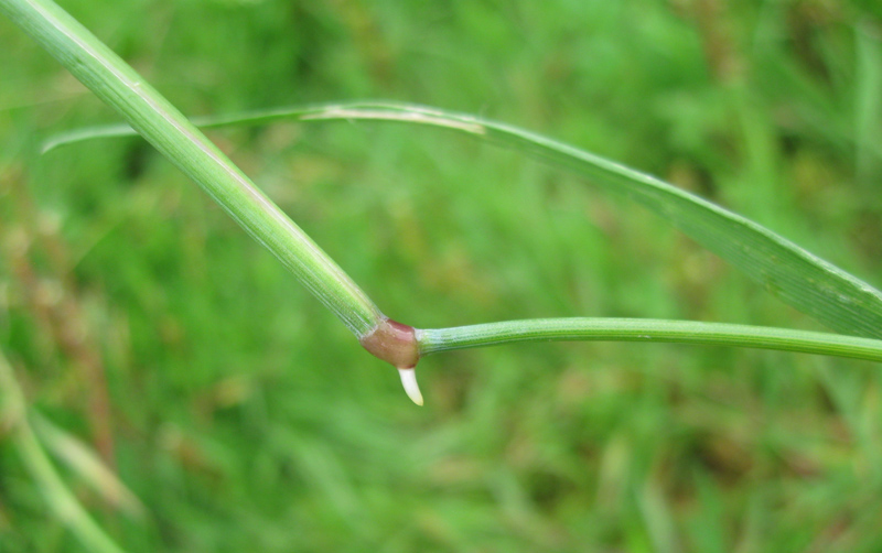 Image of Alopecurus geniculatus specimen.