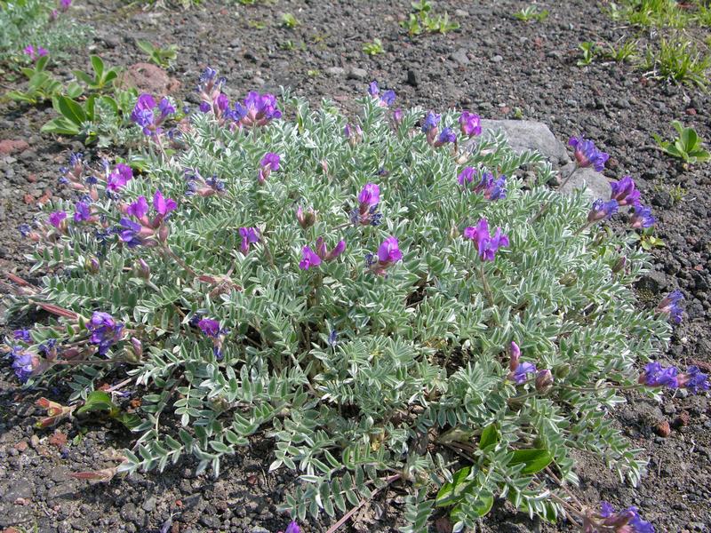 Image of Oxytropis kamtschatica specimen.