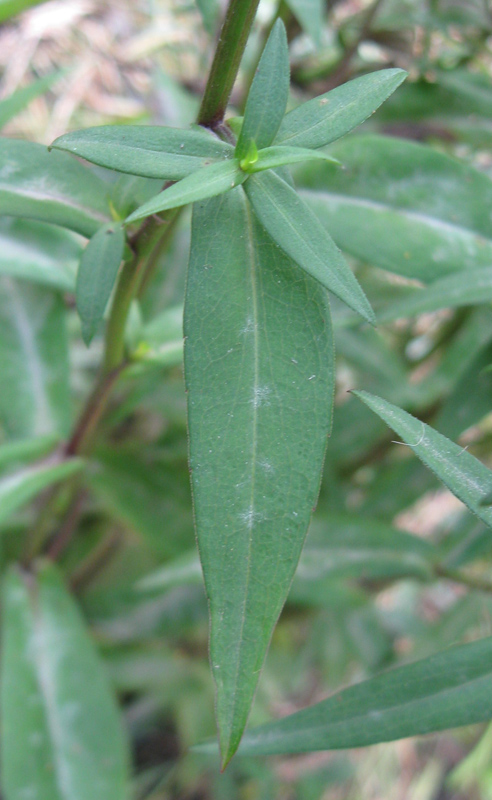 Изображение особи Symphyotrichum &times; versicolor.