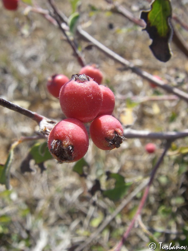 Image of Cotoneaster integerrimus specimen.