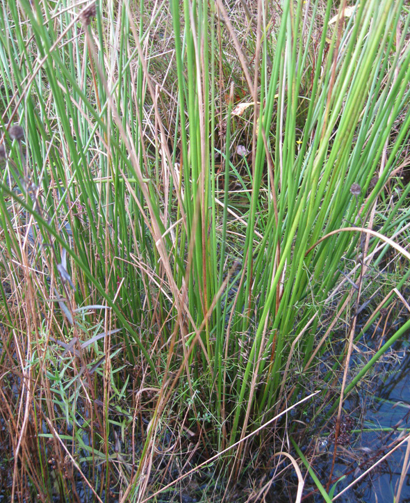 Изображение особи Juncus conglomeratus.