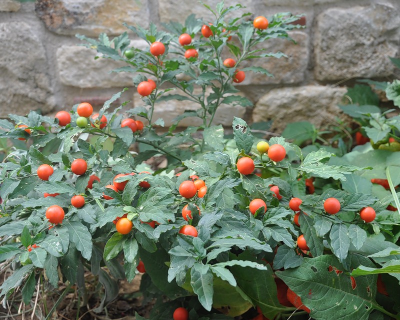 Изображение особи Solanum pseudocapsicum.