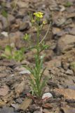 Erysimum repandum