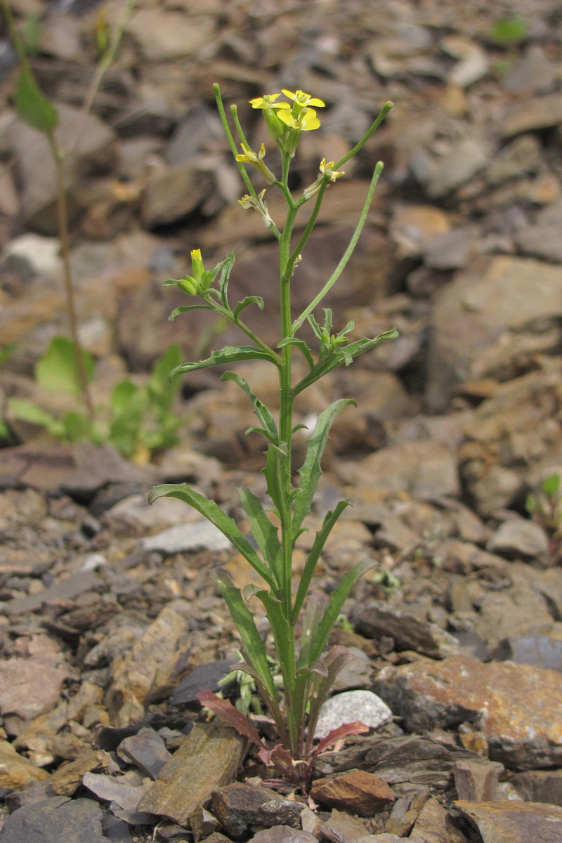 Изображение особи Erysimum repandum.