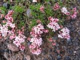 Asperula cristata