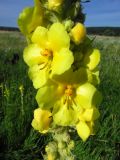 Verbascum densiflorum. Верхняя часть соцветия. Украина, Харьковская обл., Дергачевский р-н, окр. с. Караван, долина р. Лопань, псаммофитная степь. 30.06.2015.