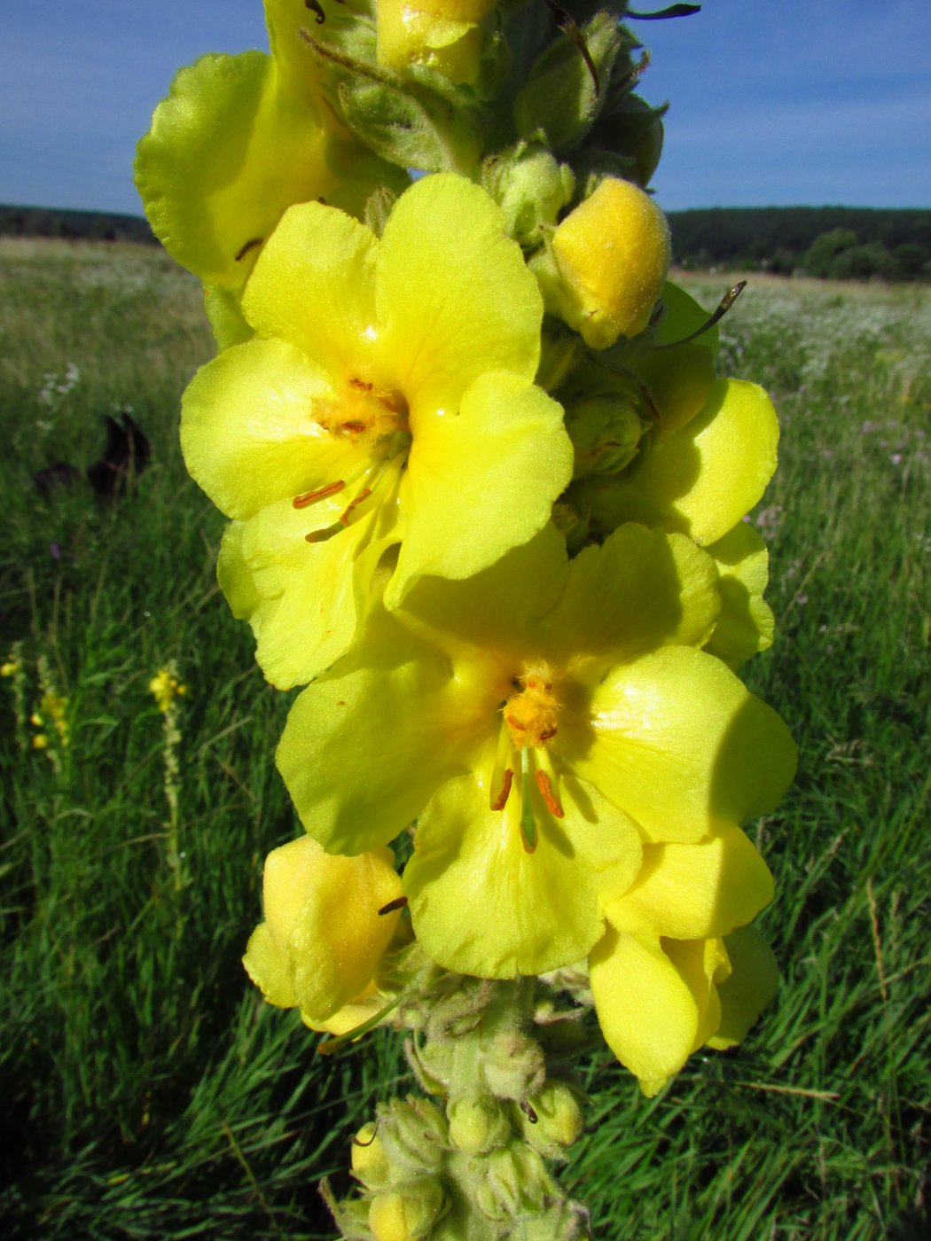 Изображение особи Verbascum densiflorum.