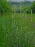 Reseda lutea