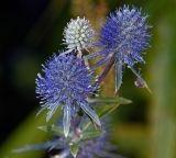 Eryngium planum