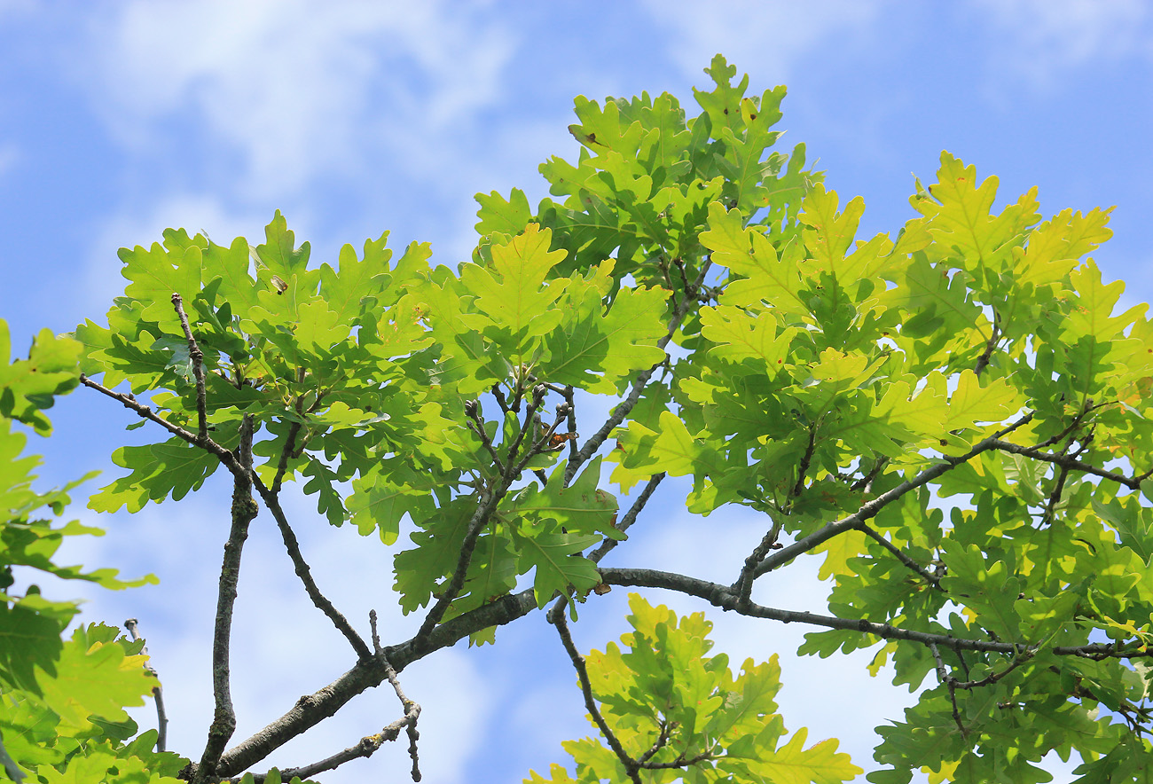 Изображение особи Quercus petraea.