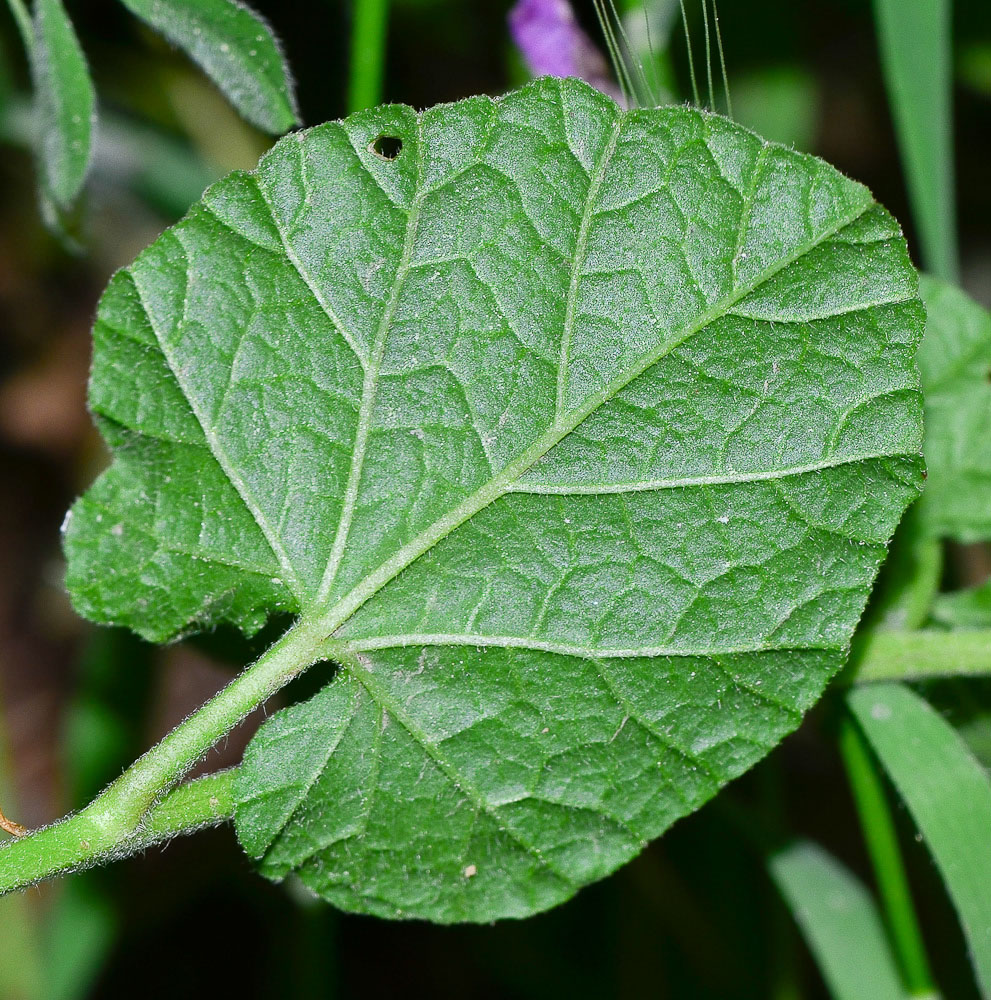 Image of Convolvulus coelesyriacus specimen.