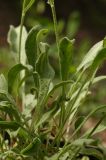Rhinactinidia limoniifolia
