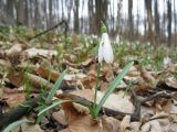 Galanthus nivalis