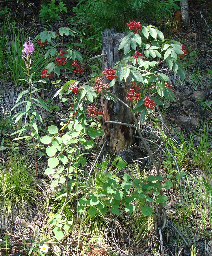 Image of Sambucus sibirica specimen.