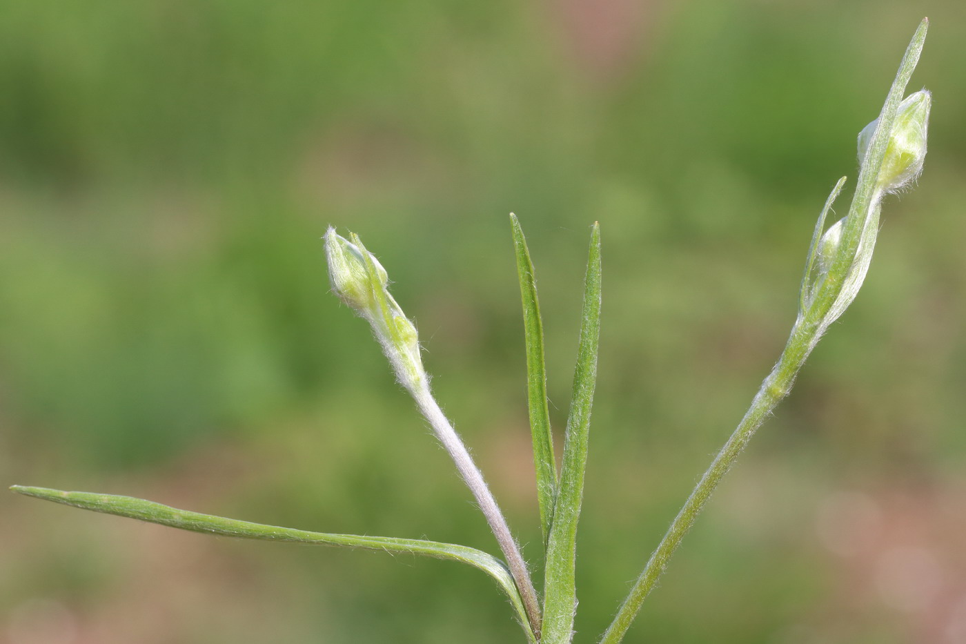 Image of Ranunculus illyricus specimen.