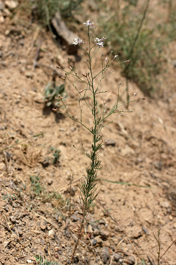 Image of Delphinium barbatum specimen.