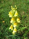 Linaria vulgaris