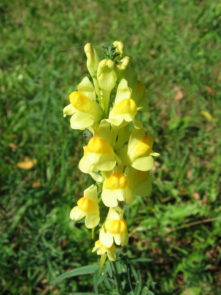 Image of Linaria vulgaris specimen.