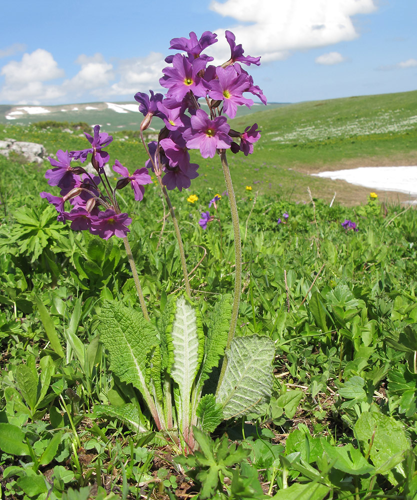 Image of Primula amoena specimen.