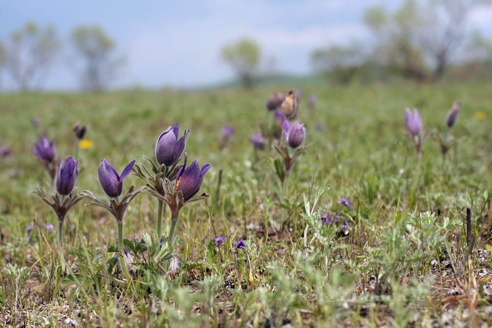 Изображение особи Pulsatilla chinensis.