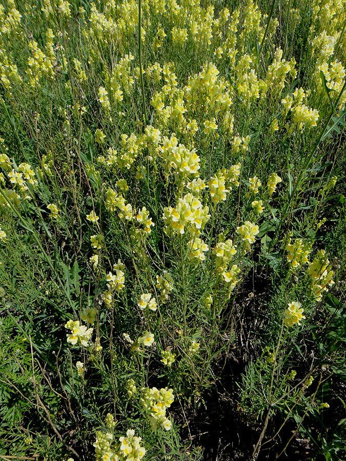 Изображение особи Linaria vulgaris.
