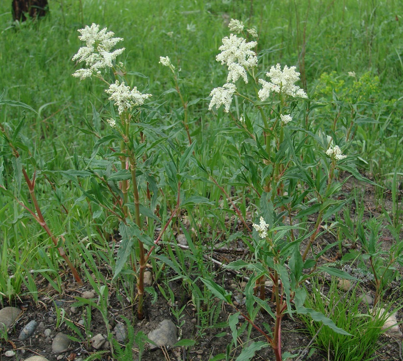Изображение особи Aconogonon alpinum.