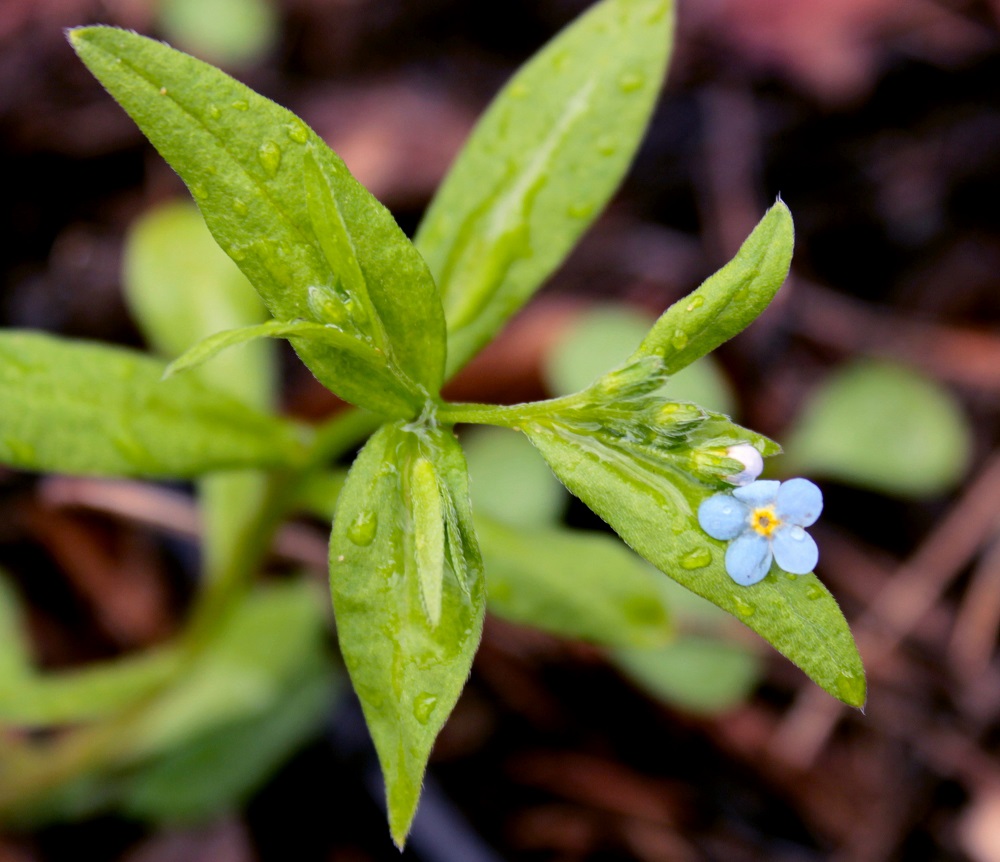 Изображение особи Omphalodes scorpioides.