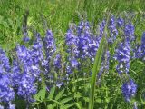 Veronica prostrata