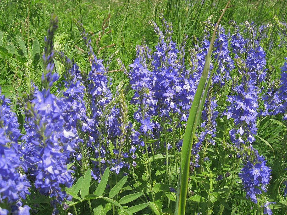 Image of Veronica prostrata specimen.