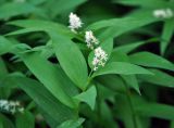 Smilacina stellata. Верхушка побега с соцветием. Москва, ботанический сад МГУ \"Аптекарский огород\". 25.05.2015.