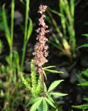 Cannabis sativa var. spontanea