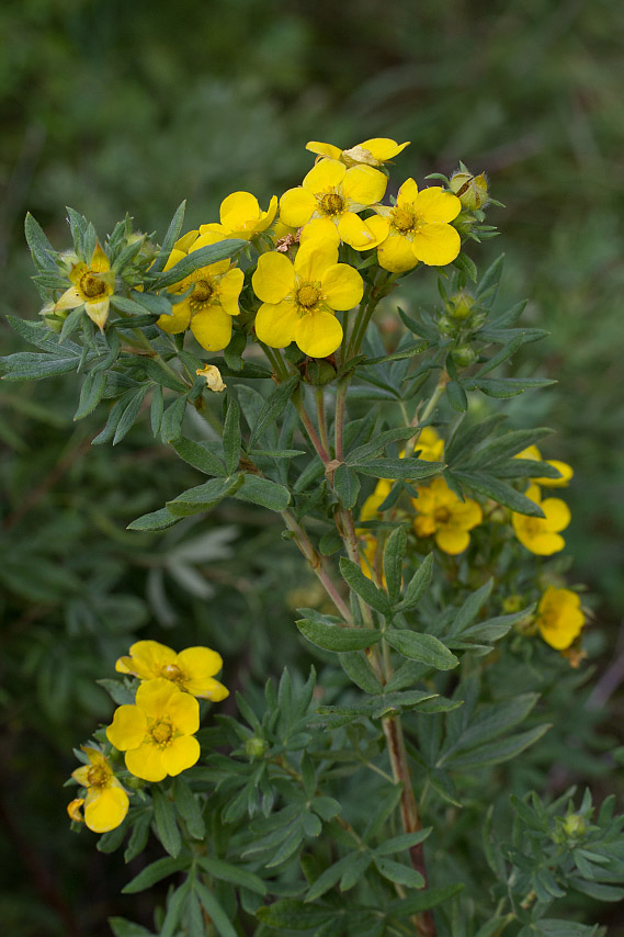 Изображение особи Dasiphora fruticosa.