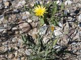 Scorzonera circumflexa. Цветущее растение. Кыргызстан, Нарынская обл., левый берег р. Нарын, окр. с. Таш-Башат, вахтовый пос. гидростроителей. 18.06.2015.