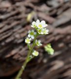 Saxifraga cartilaginea. Соцветие. Карачаево-Черкесия, окр. пос. Нижний Архыз, гора Пастухова. 14.06.2015.